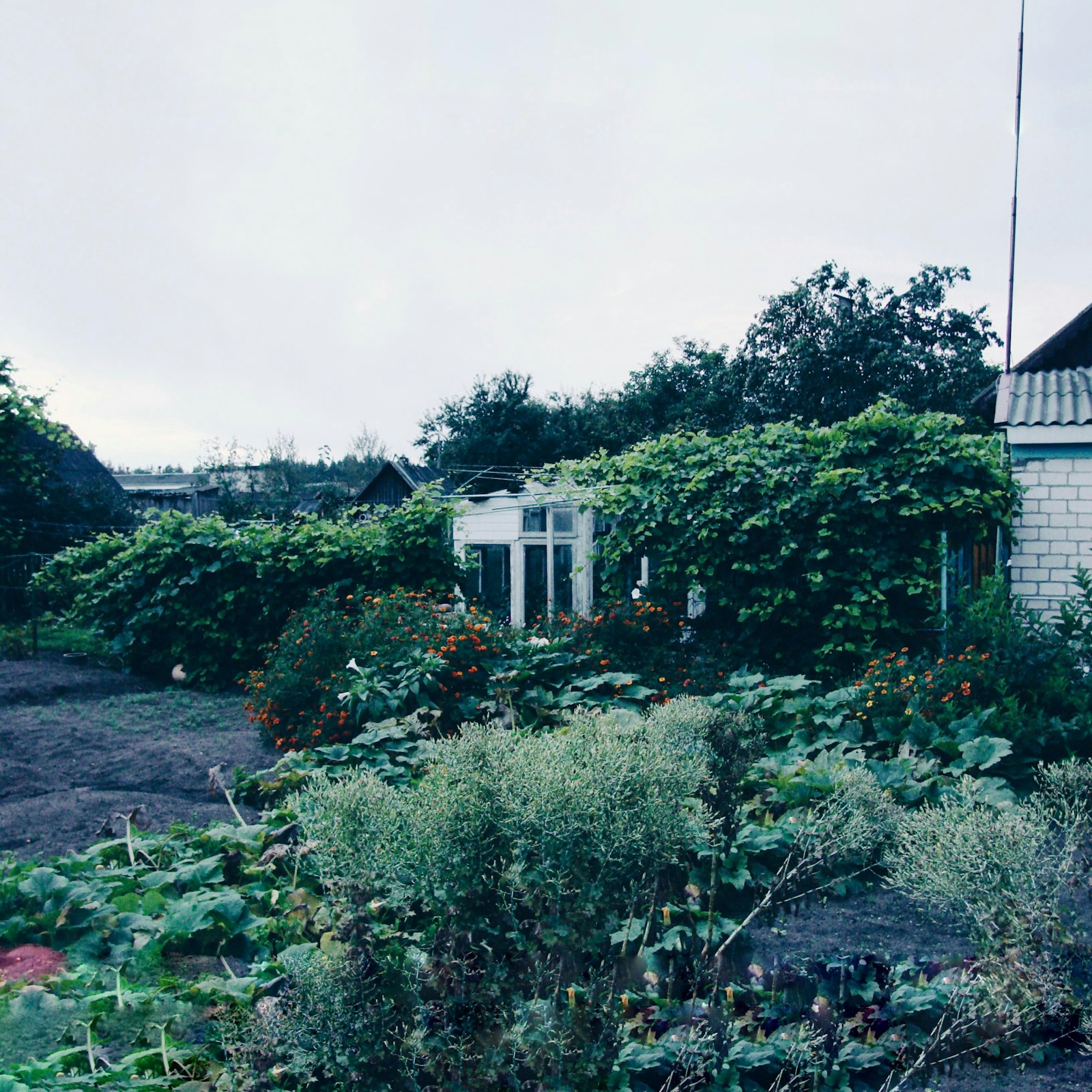 Tuin voor renovatie